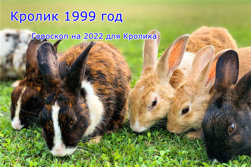 1999 год Кролика